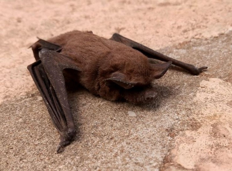 Operativo de bloqueo por un murci�lago con rabia